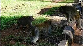 OMG......The sound is loudly,Monkey attacked two VS one, Small Monkey House