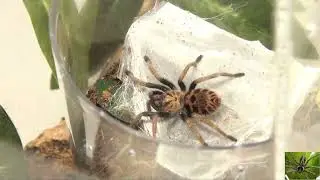 Greenbottle Blue Tarantula Habitat Transfer Part #2