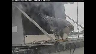 2025 11 30 Slechtvalk Brabant Provinciehuis 12h29m CTX  Wie zou ze  zien