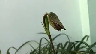 Phragmipedium pearcei