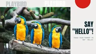 Teach your Parrot to say Hello! - Playbird
