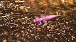 Cryptotora thamicola - a cavefish with evolutionary implications