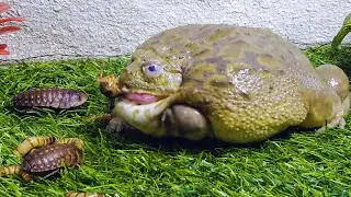 African Bullfrog Eating Cockroach & Worms! Live Feeding