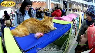 5 Vistavka koshek Kharkov 2018 mart Radmir Main Place Dakota Gold Cat Bengal, Выставка кошек