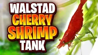 Filterless Walstad Method Cherry Shrimp Tank - Dirted Planted Tank Setup - Month 2 Update!