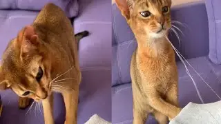 NICE AND SWEET ABYSSINIAN CATS