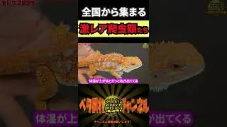 オススメの生体をサクッと紹介in冬レプ2025Part2 #爬虫類 #トカゲ #ヘビ