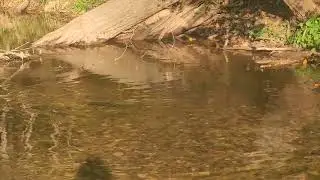 Salmon spawning in Grindstone Creek