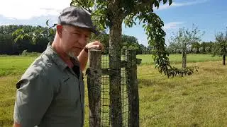 Fruitbomen voor iedereen # 2 Zomersnoei bij hoogstambomen