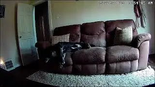 Shadow Bear enjoying midday nap!
