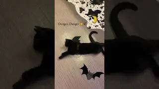 Cat with wings, cat bat 🥰🐾🦇 #blackcat #happyhalloween #cat