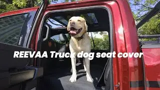 How to install it？REEVAA Dog Seat Cover Complete Setup & Fit Guide (3-Min Fix)