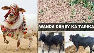Qurbani K Janwaro Ka Wanda / Farba Karne Ki Khuraak - Organic Palai - Karachi