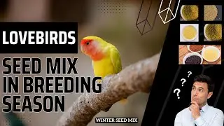Lovebirds Seedmix in breeding season |  Lovebird Seed mix Ingredients | breeding formula
