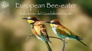 European Bee-eaters, Saladares Del Guadalentin, Spain