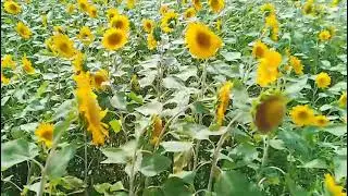 Dajia Riverside park(Sunflower)