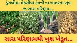 ડુંગળીમાં મેકસીવા કંપની ના ખાતરના ખુબ જ સારા પરિણામ | Maxiva Crop Care - ઓર્ગેનિક ખેતી | Video 7