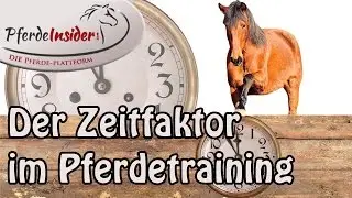 Richtiges Pferdetraining: Der Zeitfaktor