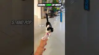 Funny Cat Videos Pt.5 #cat #funny #cats #fyp #shorts #everythingspecial  #viral