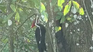 Just a woodpecker 