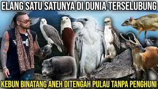 ELANG SATU SATU NYA DI DUNIA TERSELUBUNG. KEBUN BINATANG ANEH DITENGAH PULAU TANPA PENGHUNI. KPC