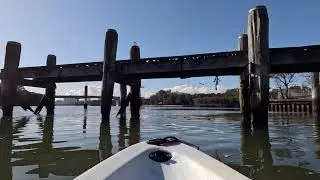 Sydney kayaking- Parramatta river - camellia