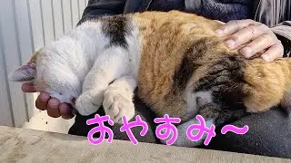 おねんねココちゃん231210