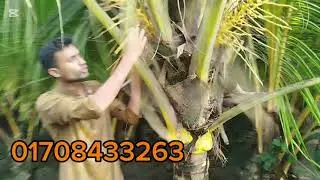 ভিয়েতনামি হাইব্রিড নারিকেল চারা | আয় করুন বছরজুড়ে 🌴” 01708433263