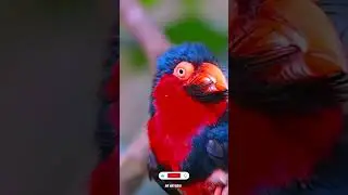 ❤️ Beautiful Islamic Viral Video 🎯 Follow Now #quranrecitation #status #shorts #trending #fyp