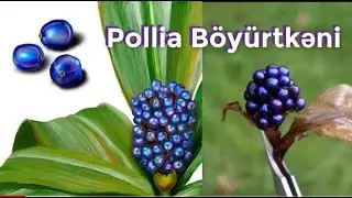D&uuml;nyanın ən parlaq meyvəsi- Pollia b&ouml;y&uuml;rtkəni