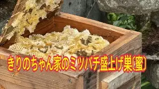 Ｖlog#287 きりのちゃん家のミツバチ盛上げ巣〔蜜〕