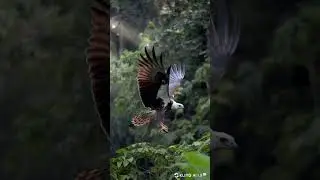 Harpy Eagle Soaring Over the Canopy #klingai