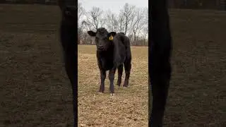 2 month old Angus bull calf #shorts
