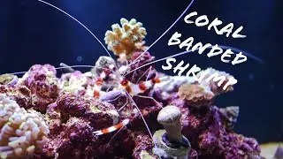 Coral banded shrimp introduced into the Fluval Evo Nano tank