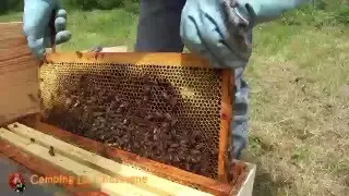Bijen houden - Nieuw bijenvolk in de groentetuin in Frankrijk  (#4) (English subtitles)