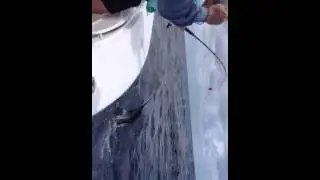 Stuart Fl. Fishing Charter for sailfish