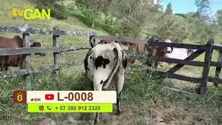 2026 NOVILLA TIPO LECHE PRE&Ntilde;ADA L 0008