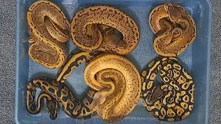 My Second-Ever Ball Python Clutch Cutting!