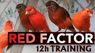 Red Factor Canary 12h Singing - The Best Training Song