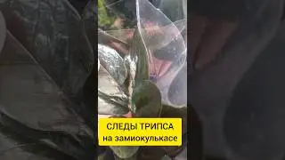 КАК выглядят СЛЕДЫ ТРИПСА  на замиокулькасе