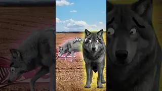 Жестокая судьба одинокого волка