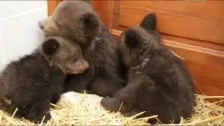 Bulgaria, salvati  tre cuccioli di orso rimasti orfani della madre