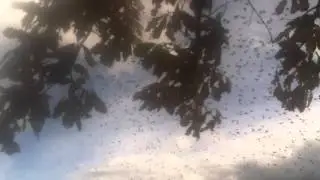 Birds Flying in Sky & Wind & Rain Storm in Salt Lake City, Utah November 2015