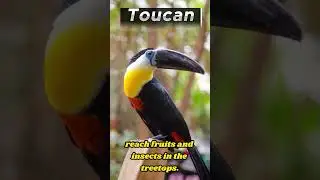 the most interesting toucan facts