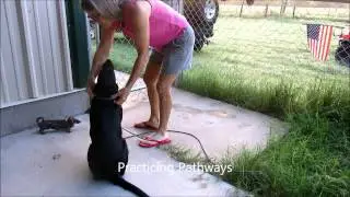 Watermark Retriever's Star Manners