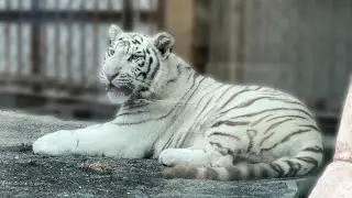 番外編 まったりするハクくん【番外編】【東武動物公園】ホワイトタイガー