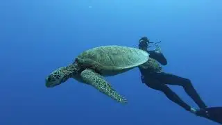 Magical freediving | Niue 2018
