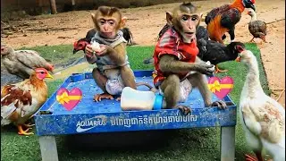 Great Time Love Animals &ndash; So Good Day with Pets Animal, Taking care and love, Monkeys, Birds Kiss