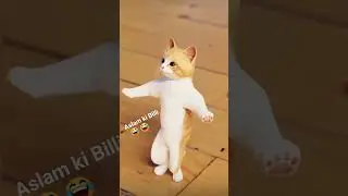 Aslam Singer mewati Aslam ki billi