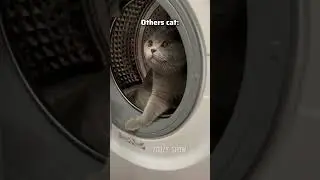Others cat VS my cat 😂 #cat #catvideos #funny #catfunny #catlover #kitten